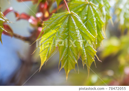 Blooming Norway Maple, Acer platanoides, in beautiful light 78472055