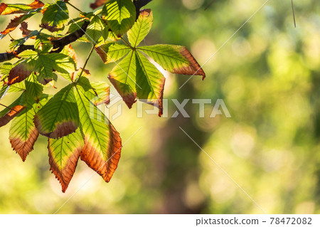 Horse chestnut leaves begin to dry and curl at edges due to heat and drought. The color of leaf changes smoothly from green to yellow and then to brown. Early autumn. Selective focus. Horse chestnut leaves begin to dry and curl at edges due to heat and drought. The color of leaf changes smoothly from green to yellow and then to brown. Early autumn. Selective focus. 78472082