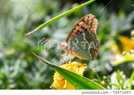 Butterfly Vanessa cardui sits on a yellow flower and drinks nectar with its proboscis. Painted lady butterfly. Butterfly Vanessa cardui sits on a yellow flower and drinks nectar with its proboscis. Painted lady butterfly. 78472083