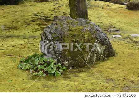 苔蘚在岩石上 苔蘚在岩石上 78472100