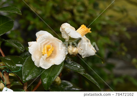 Rainy wet flowers 78472102