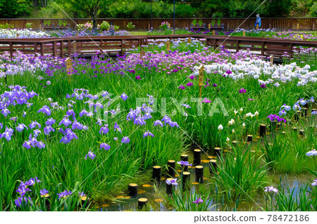 錦鯉池塘盛開 錦鯉池塘盛開 78472186