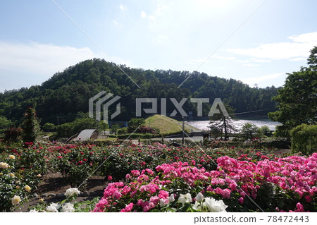 Roses in full bloom Roses Higashizawa Rose Park 78472443