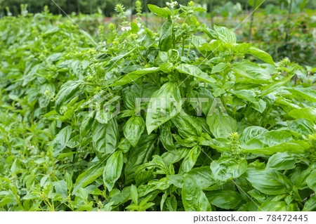 basil basil 78472445