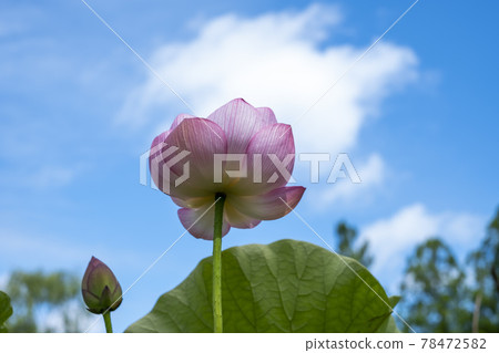 Oga Has Bath lotus 78472582