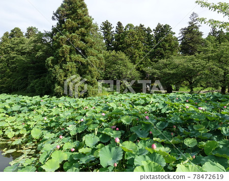 Hass Hasu Lotus Matsugasaki Park 78472619