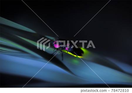 源氏螢火蟲交配 78472810