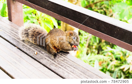 松鼠進食 78472905