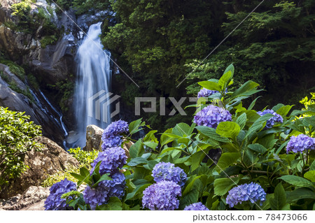 Returning waterfall and hydrangea 78473066
