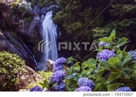 Returning waterfall and hydrangea 78473067