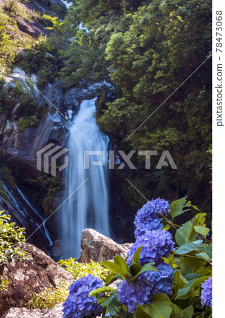 Returning waterfall and hydrangea Returning waterfall and hydrangea 78473068