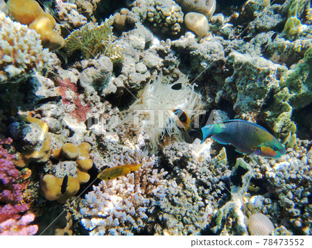 coral reef in Red Sea coral reef in Red Sea 78473552