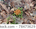 Gyromitra gigas false morel, calf brain, bull nose 78473629