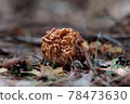 Gyromitra gigas false morel, calf brain, bull nose 78473630