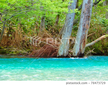 像熱帶海洋一樣美麗的河流 像熱帶海洋一樣美麗的河流 78473729