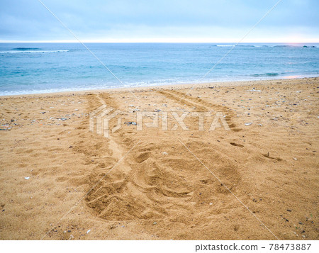 海龜的腳印 海龜的腳印 78473887