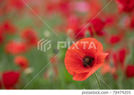 Orange poppy 78474205