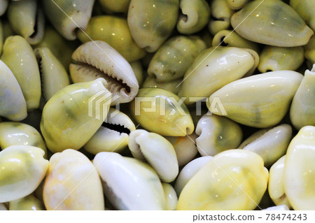 sea shells texture 78474243