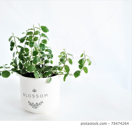 Pumira觀葉植物 78474264