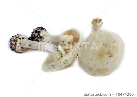 Amanita verna (destroying angel, mushroom fool, fool's mushroom). Deadly poisonous mushroom Amanita verna (destroying angel, mushroom fool, fool's mushroom). Deadly poisonous mushroom 78474290