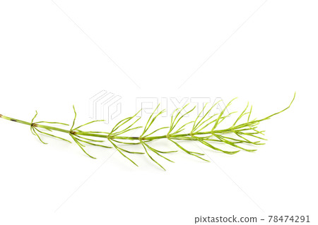 Horsetail isolated on white Horsetail isolated on white 78474291