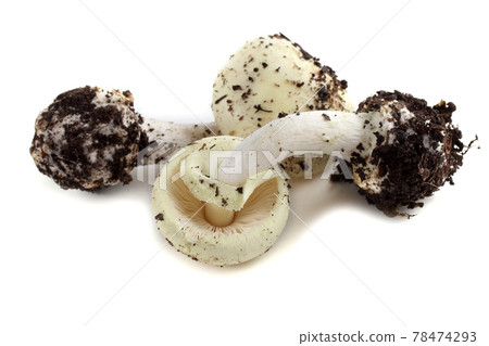 Amanita verna (destroying angel, mushroom fool, fool's mushroom). Deadly poisonous mushroom 78474293