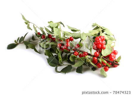 Nanking cherry on branch Nanking cherry on branch 78474323