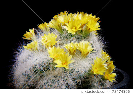 mammillaria cactus yellow flower blooming 78474506