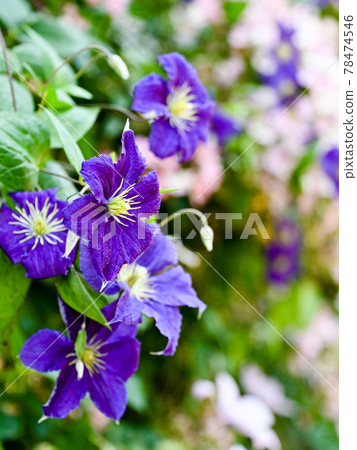 Clematis Clematis 78474546