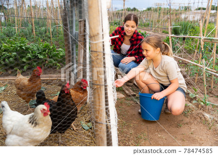 Girl feeding chickens in hen house - helping parents Girl feeding chickens in hen house - helping parents 78474585