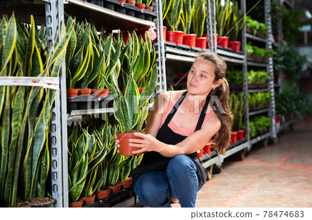 Florist demonstrating sansevieria laurenti plants Florist demonstrating sansevieria laurenti plants 78474683