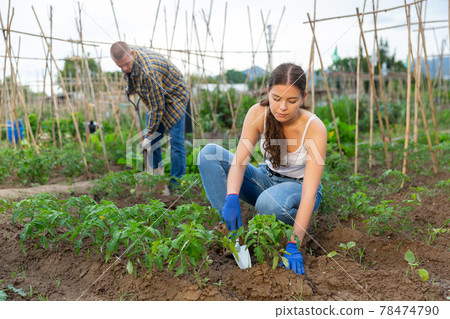 Portrait of a attractive woman digging ground in a garden Portrait of a attractive woman digging ground in a garden 78474790