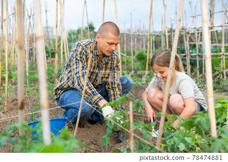 Portrait of a child girl with her father working in vegetable garden Portrait of a child girl with her father working in vegetable garden 78474881