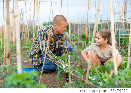 Daughter helps father clean weeds in garden beds closeup 78474911