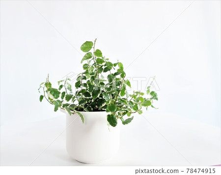 Pumira觀葉植物 78474915