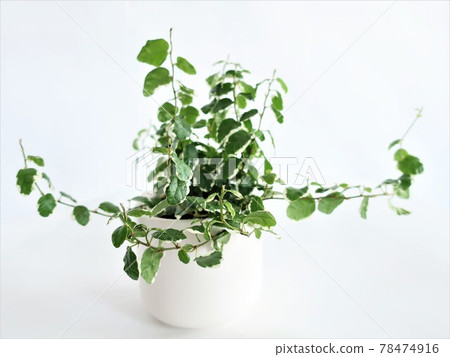 Pumira觀葉植物 78474916