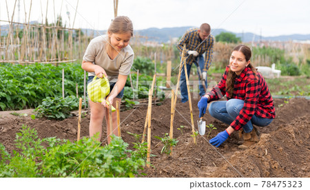 Daughter helps mom to water plants from a watering can in farm field Daughter helps mom to water plants from a watering can in farm field 78475323