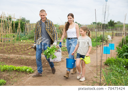 Young family walking home with harvested vegetables 78475424