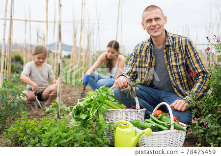 Portrait of man gardener with harvest of vegetables and greens in basket Portrait of man gardener with harvest of vegetables and greens in basket 78475459