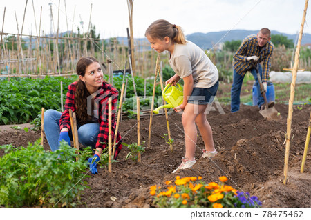 Daughter helps mom to water plants from a watering can in farm field Daughter helps mom to water plants from a watering can in farm field 78475462