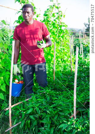 Man posing in garden with harvested vegetables Man posing in garden with harvested vegetables 78475517