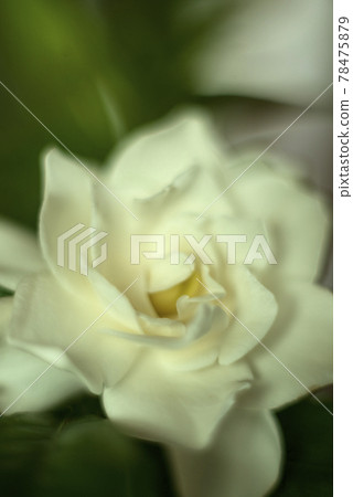 柔焦梔子花特寫 柔焦梔子花特寫 78475879