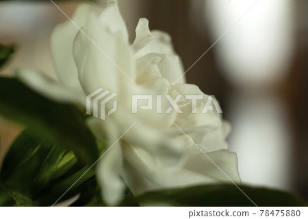 柔焦梔子花特寫 78475880