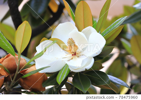 Large magnolia magnolia Large magnolia magnolia 78475960