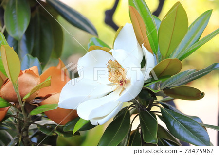 Large magnolia magnolia 78475962