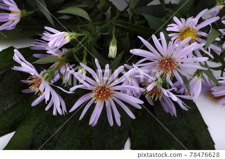 Wild asters isolated on white 78476628