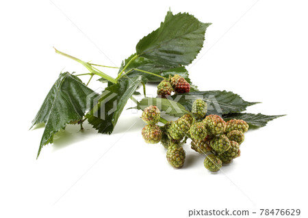 Unripe blackberries cluster Unripe blackberries cluster 78476629