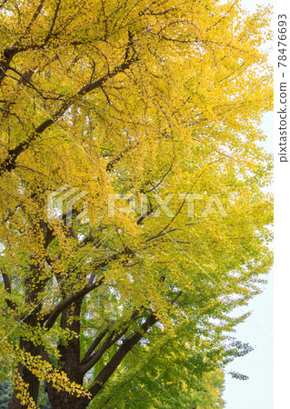 Autumn leaves Ginkgo tree Autumn leaves Ginkgo tree 78476693