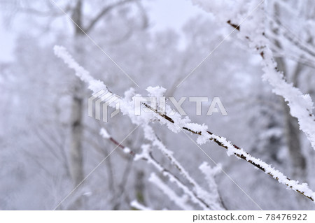 裡盤台雪 78476922