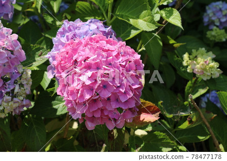 hydrangea hydrangea 78477178